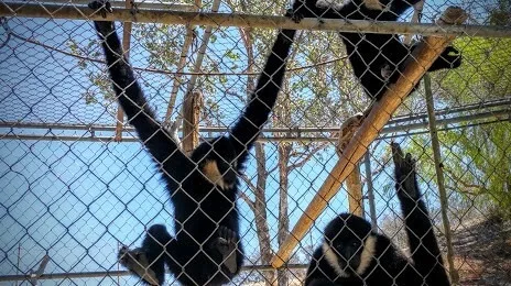 Gibbon Conservation Center